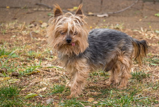 Full body image of a small brown domestic pet dog with a pink tongue sticking out image in landscape format