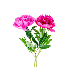 Obraz na płótnie Canvas Beautiful pink peony flower isolated on white background.