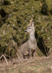 Roe Deer watchinng camera