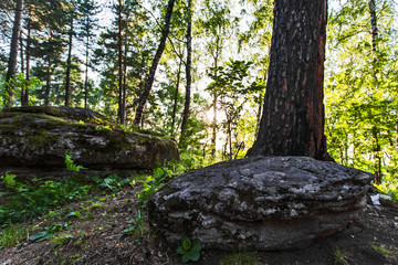 rocks in forest