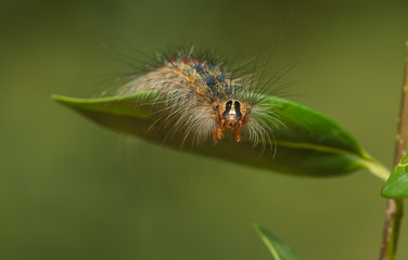 Raupe de Schwammspinners auf einem Blatt