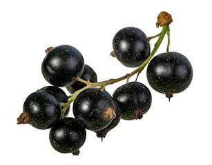 Fresh black-currants isolated on white background with clipping path