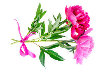 Beautiful pink peony flower isolated on white background.