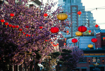 Victoria, BC, Canada Chinatown lantern decorations on a street with cherry blossom trees in full bloom.