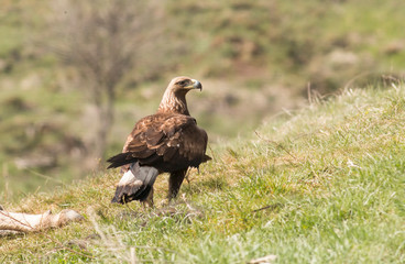Immature Golden eagle eating and flying