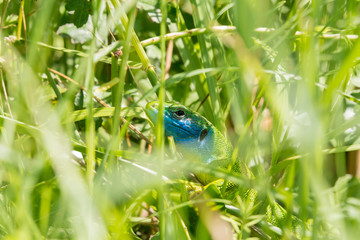 Smaragdeidechse im Unterholz