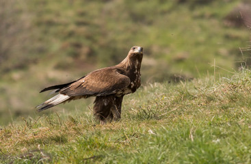 Immature Golden eagle eating and flying