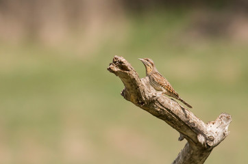 Wryneck bird sitting on branch