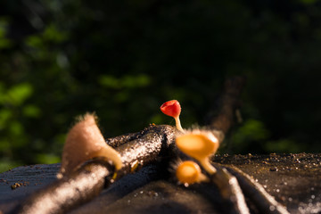 The beautiful champagne mushrooms in rainy season.