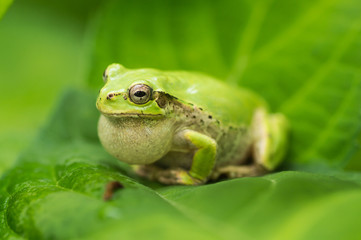 アマガエル