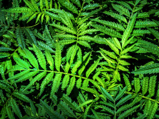 Green leave texture background 02
