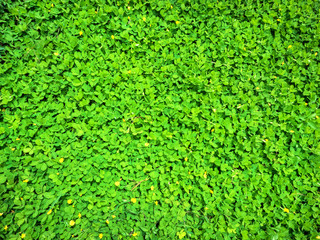 Green leave texture background 03