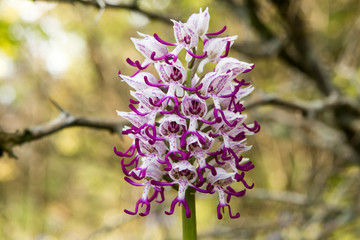 Monkey orchid