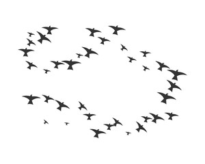 Bird Logo Template vector illustration