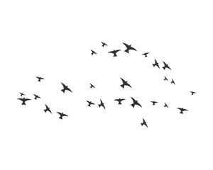 Bird Logo Template vector illustration