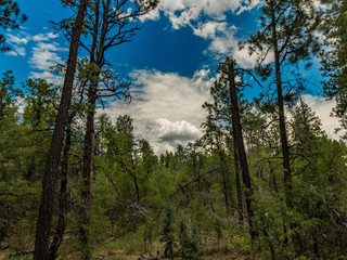 Obraz na płótnie Canvas Forest Skyline