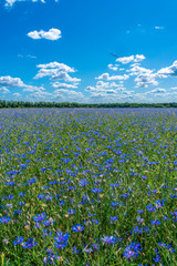 the blue flowers cornflowers on a background of blue sky