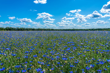 the blue flowers cornflowers on a background of blue sky