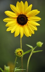 sunflower in the garden
