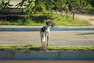 Thai while and black dog standing on a traffic island | Thai dog