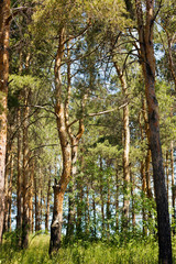 Fototapeta premium inside the pine forest at sunset in summer