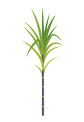 Sugarcane plant. Sugar cane plant used for sugar production. Dark black stalk. Vector Illustration.
