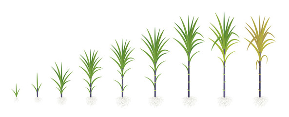 Crop stages of Sugarcane. Growing sugar cane plant. Dark black stalk. Vector Illustration progression.