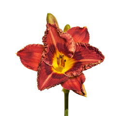 Beautiful blooming dark red daylilies  on a white background isolated