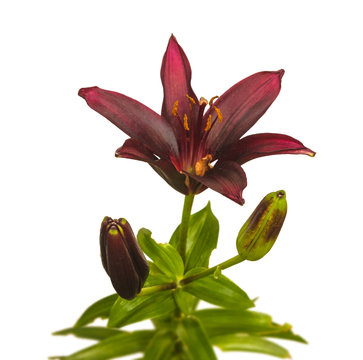 Asian hybrids  "Mapira"    on a white background isolated