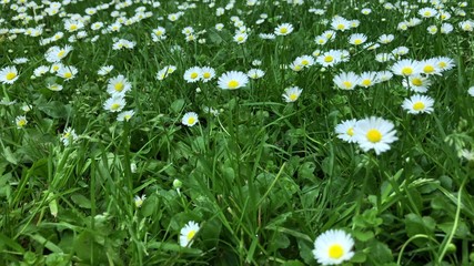 Beautiful floral nature background. Many fresh wild daisy flowers growing in summer sunny meadow outside.