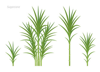 Sugarcane plant set. Sugar cane plant used for sugar production. Vector Illustration.