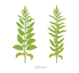 Sesame plant. Also called benne. Sesamum indicum.