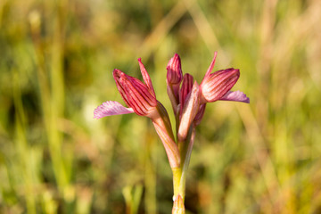 Butterfly orchid