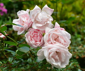 rose bouquet in the garden