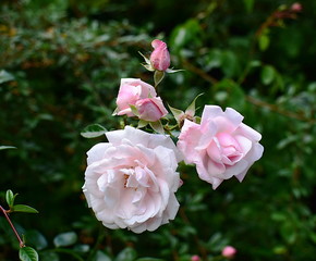 rose 'New Dawn' in the garden