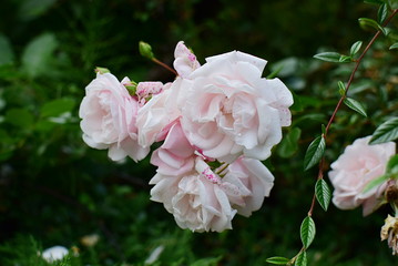 rose 'New Dawn' 