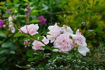 paerl pink rose flowers 'New Dawn' in the garden