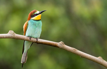 Common Bee-eaters breeding performance