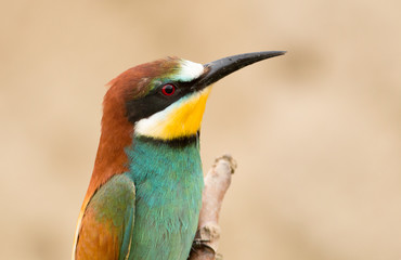 Common Bee-eaters breeding performance