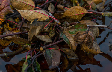 Fallen autumn leaves in rainy day