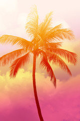 Fototapeta na wymiar Photo background of exotic beautiful palm trees