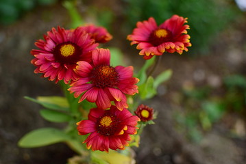 red flowers of gailardia plant in a garden