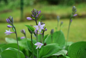 light purple funkia hosta flowers