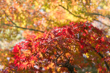Autumn foliage in a maple tree at Kinkaku-ji Zen garden in Kyoto, Japan. Going out to see the fall colors is one of the best experiences you can have in Japan — and one of the most popular.