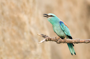 European Roller breeding performance