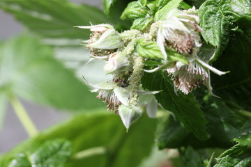green aphids on raspberry plant, ants around, garden