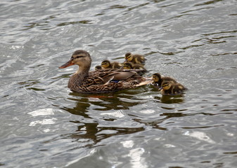 female mallard duck with its little chicks