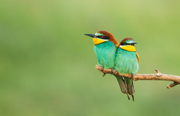 Common Bee-eaters pair in breeding performance 