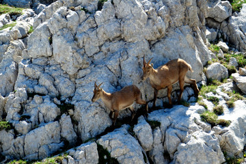 ibex in the French Alps