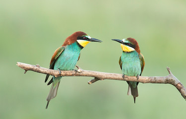 Common Bee-eaters pair in breeding performance 